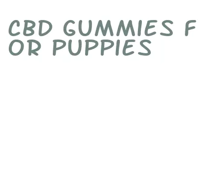 cbd gummies for puppies