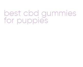 best cbd gummies for puppies